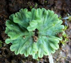 Attēlu rezultāti vaicājumam “Riccia glauca”