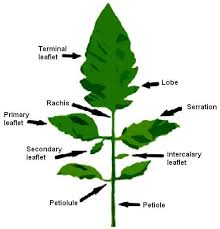 Attēlu rezultāti vaicājumam “Lycopersicon esculentum leaf”