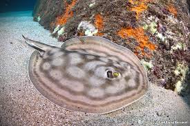 Image result for Bathytoshia centroura