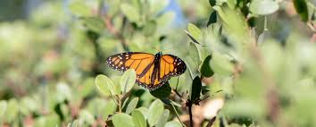 Attēlu rezultāti vaicājumam “Epirranthis diversata imago”