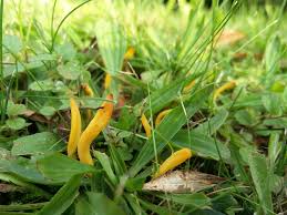 Attēlu rezultāti vaicājumam “Clavulinopsis helvola”