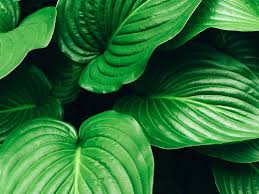 Attēlu rezultāti vaicājumam “Hosta sp.”