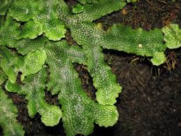 Attēlu rezultāti vaicājumam “Conocephalum conicum”