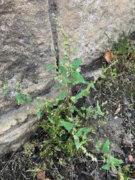Attēlu rezultāti vaicājumam “Atriplex patula fruit”