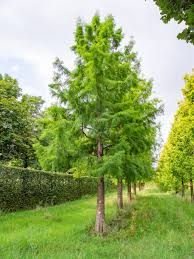 Attēlu rezultāti vaicājumam “Taxodium distichum”