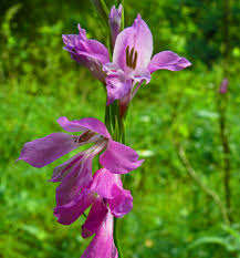 Attēlu rezultāti vaicājumam “Gladiolus imbricatus flower”