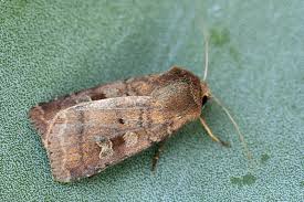 Attēlu rezultāti vaicājumam “Diarsia florida”