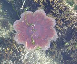 Image result for Cyanea capillata