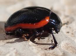 Attēlu rezultāti vaicājumam “Chrysolina sanguinolenta”