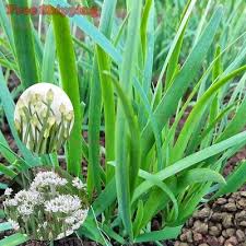 Image result for Allium tuberosum