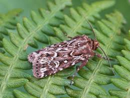 Attēlu rezultāti vaicājumam “Lycophotia porphyrea”