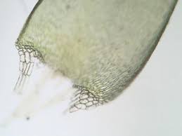 Attēlu rezultāti vaicājumam “Calliergonella lindbergii”