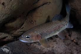 Attēlu rezultāti vaicājumam “Tortula lingulata macro”