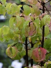 Attēlu rezultāti vaicājumam “Euonymus verrucosus”