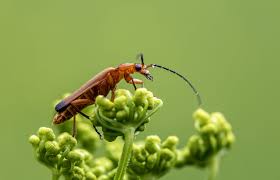 Attēlu rezultāti vaicājumam “Rhagonycha fulva”