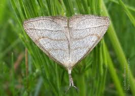 Attēlu rezultāti vaicājumam “Polypogon tentacularius”