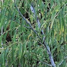 Attēlu rezultāti vaicājumam “Salix daphnoides subsp. acutifolia”