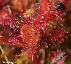 Attēlu rezultāti vaicājumam “Drosera x obovata leaf”
