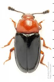 Attēlu rezultāti vaicājumam “Triplax russica”