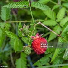 Attēlu rezultāti vaicājumam “Rubus illecebrosus fruit”