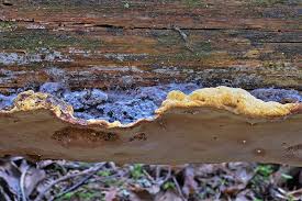 Attēlu rezultāti vaicājumam “Phellinus nigrolimitatus”