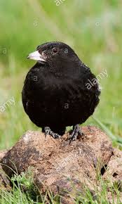 Image result for Melanocorypha yeltoniensis