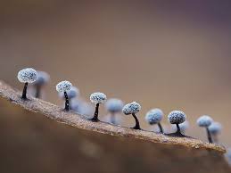 Attēlu rezultāti vaicājumam “Didymium nigripes young”