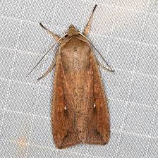 Attēlu rezultāti vaicājumam “Mythimna sp.”