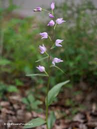 Attēlu rezultāti vaicājumam “Cephalanthera rubra leaf”