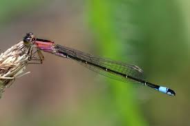 Attēlu rezultāti vaicājumam “Ischnura elegans”