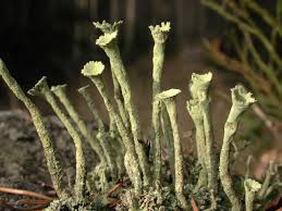 Attēlu rezultāti vaicājumam “Cladonia”