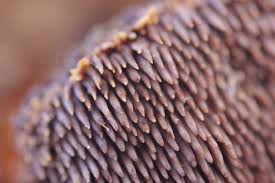 Attēlu rezultāti vaicājumam “Gloiodon strigosus”