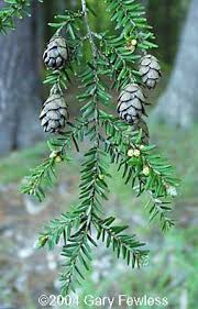 Attēlu rezultāti vaicājumam “Tsuga canadensis”