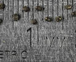 Attēlu rezultāti vaicājumam “Galium album”