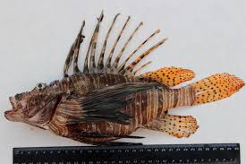 Image result for Pterois miles