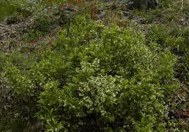 Attēlu rezultāti vaicājumam “Vaccinium angustifolium”