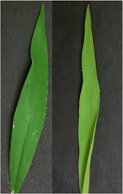 Attēlu rezultāti vaicājumam “Digitaria ischaemum leaf”