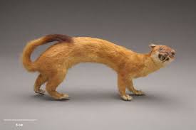 Attēlu rezultāti vaicājumam “Mustela erminea”