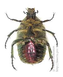 Attēlu rezultāti vaicājumam “Cetonia aurata”