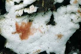 Attēlu rezultāti vaicājumam “Physisporinus sanguinolentus”