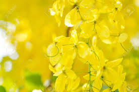 Attēlu rezultāti vaicājumam “Leguminosae”