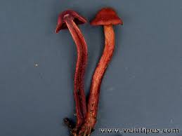 Attēlu rezultāti vaicājumam “Cortinarius sanguineus”