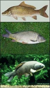 Image result for Cyprinus carpio