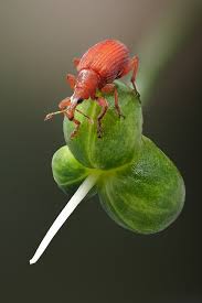 Attēlu rezultāti vaicājumam “Apion sp.”