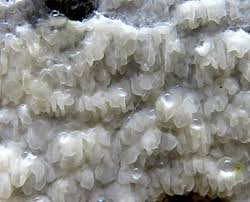 Attēlu rezultāti vaicājumam “Leucogyrophana sororia”