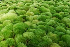 Attēlu rezultāti vaicājumam “Dicranum montanum sporophyte”