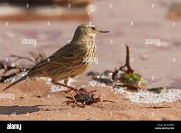 Attēlu rezultāti vaicājumam “Anthus petrosus adult”