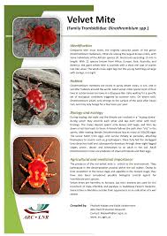 Attēlu rezultāti vaicājumam “Trombidiidae”
