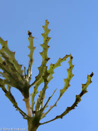 Attēlu rezultāti vaicājumam “Najas marina leaf”