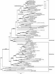 Attēlu rezultāti vaicājumam “Leiocolea rutheana cells”